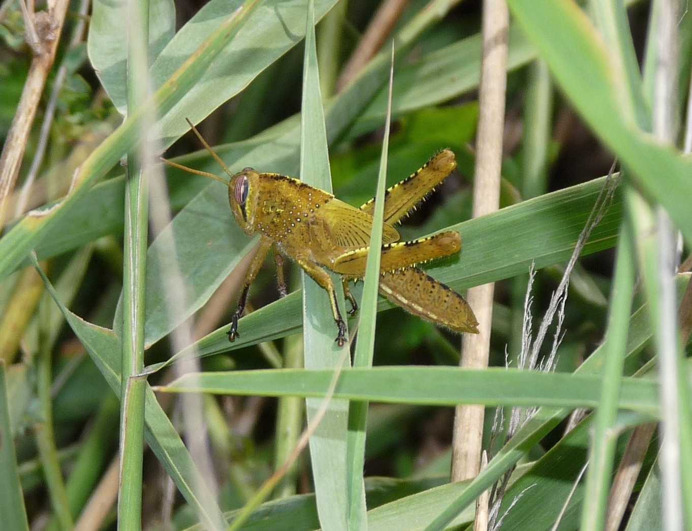 Acrididae - Anacridium aegyptium